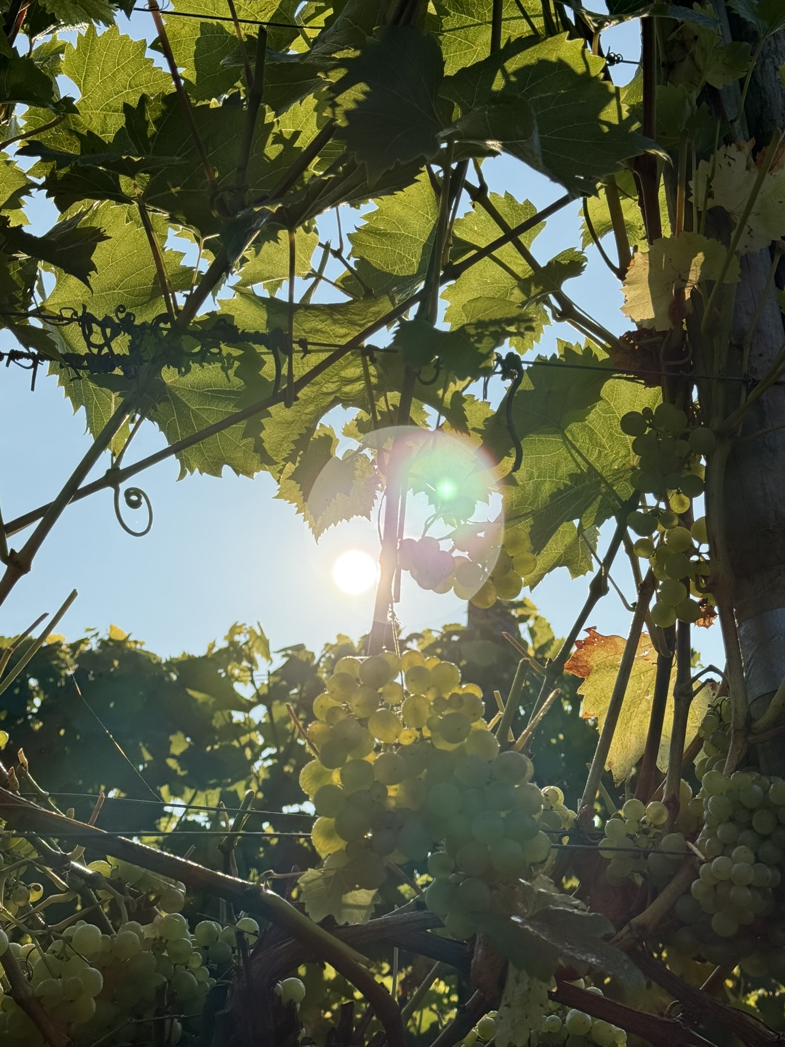 The vines in sunshine