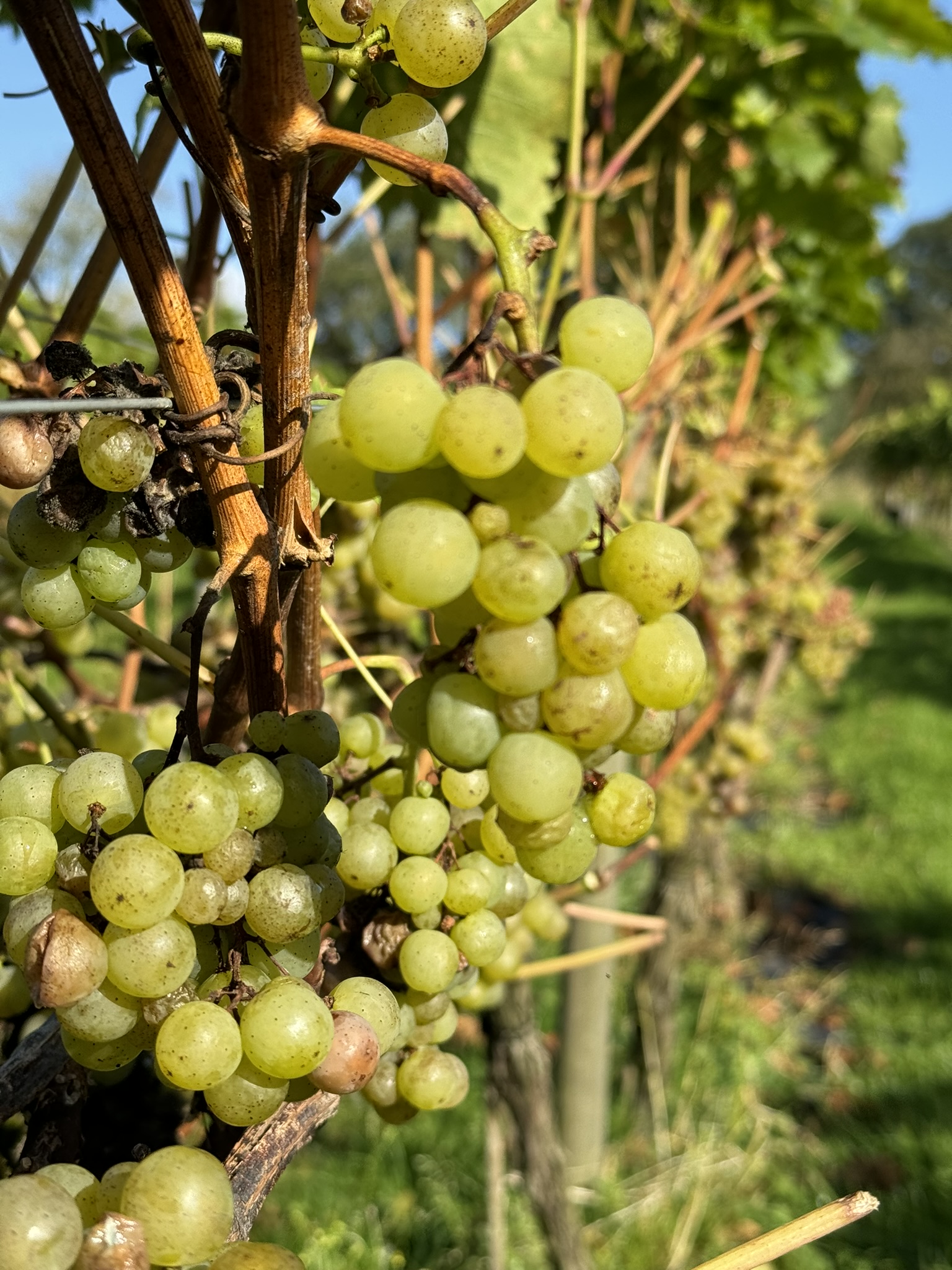 Phoenix grapes on the vine