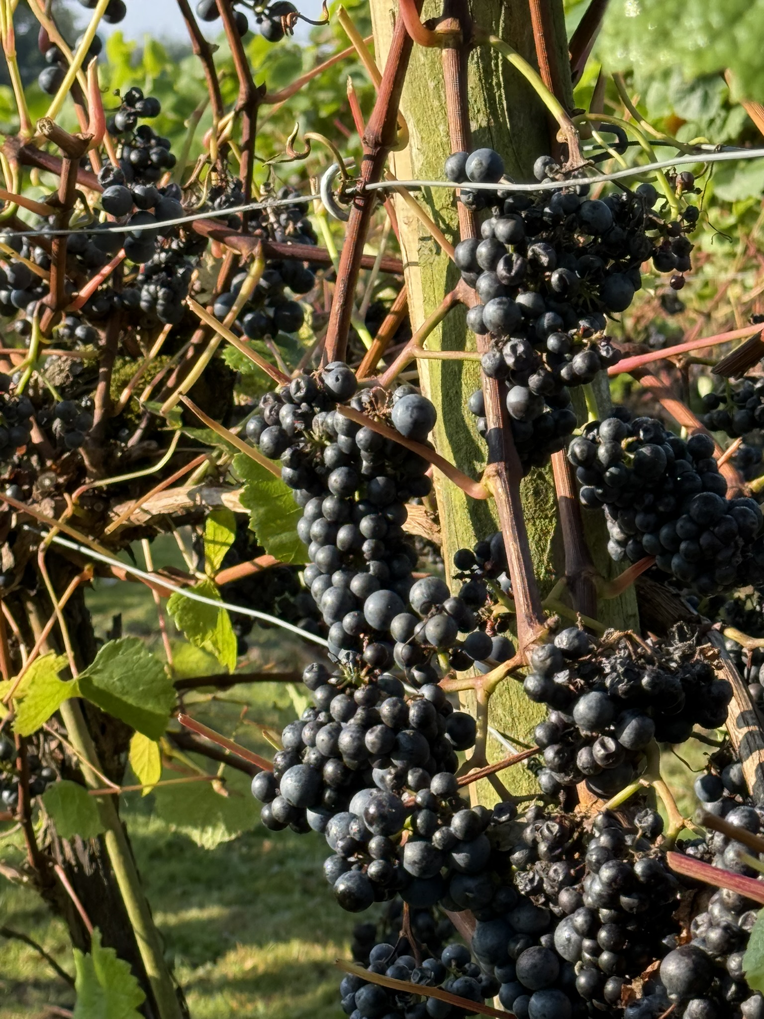 Rondo grapes on the vine