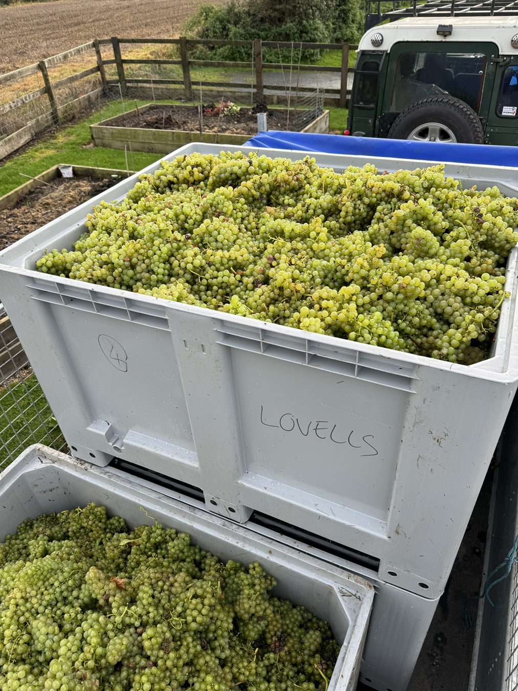 Hand-picking grapes during the Grove Estate harvest
