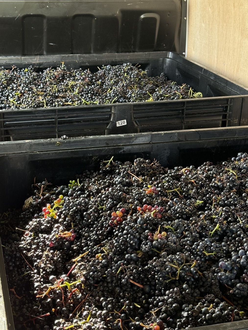 Crates of freshly picked grapes ready for the winery