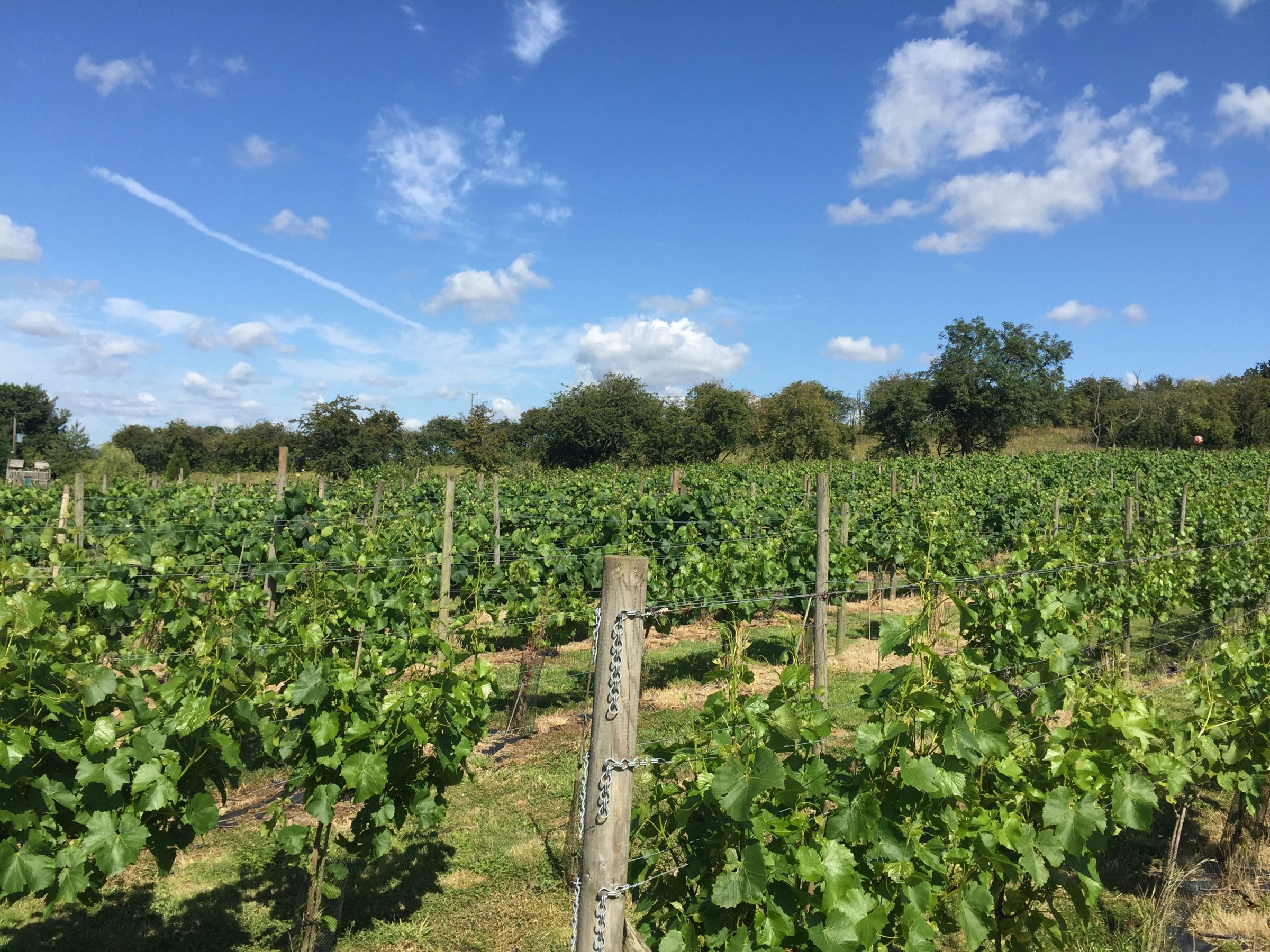 Rows of vines across the Grove Estate vineyard in Staffordshire
